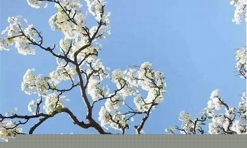 梨树天气预报7天_梨树天气预报10天