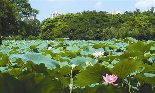 洪湖市天气预告_洪湖市天气预报30天气
