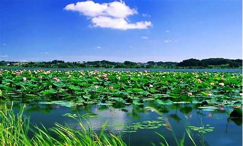 白洋淀景区天气预报一周_白洋淀景区天气预报